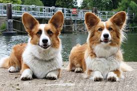 Cardigan Welsh Corgi Dog Breed Guide ...
