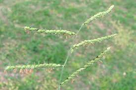 Image result for Urochloa oligotricha