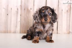 Yes he is a purebred dachshund puppy. Dachshund Puppies For Sale In Ohio Change Comin