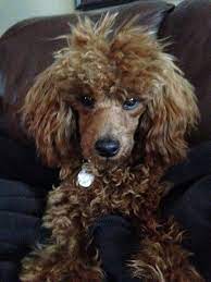 Sweet Poodle Miniature Poodle Poodle Puppy Paws