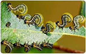 Vegetable garden pest control begins with basic good gardening common sense, such as choosing varieties that are resistant to pests in your region, preparing the soil well and providing regular irrigation. Natural Pest Control Remedies Organic Solutions For Garden Pests