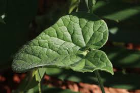 Image result for Cucumis maderaspatanus