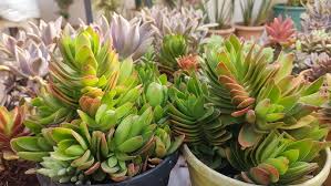 Image result for Crassula capitella
