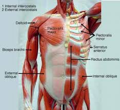 See more ideas about anatomy, torso, muscle anatomy. Anterior Muscle Tissue Upper Torso Diagram Quizlet