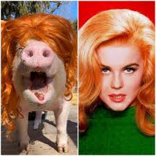 Esther the Wonder Pig