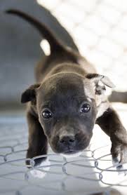 Adopt a pet from the aspca. They Get A Bad Rap Guilford Animal Shelter Encourages Pit Bull Adoption State And Regional News Greensboro Com