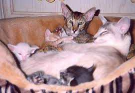 Oriental Cats Oriental Short Hair Cats For Sale Oriental Short Hair Kittens Short Hair Cats Cats For Sale Oriental Cat
