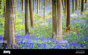 Im frühling legt sich ein leuchtend blauer teppich aus . Landschaft Hallerbos In Belgien Es Ist Ein Magischer Wald Mit Glockenblumen Aller Im Fruhjahr Statt Stockfotografie Alamy