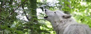Wolves once roamed throughout new york and new england, playing an important role in preserving the biodiversity of the region. Wolves Of New England William Lynn