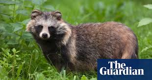 Deep house cat show is on mixcloud. The Raccoon Dog Cute Wild And A Terrible Idea For A Pet Pets The Guardian