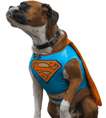 Despite the movie being made more than two decades ago, keaton's performance made beetlejuice an incredibly popular character that is still recreated in costumes every year. Pet Costume Center Pet Costumes For Any Occasion