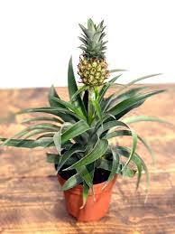 Water thoroughly when the pineapple plant matures and very lightly for stalks to maintain the soil moisture levels. Ananas Pineapple Plant Mi Amigo 12cm House Of Kojo