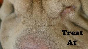 Check spelling or type a new query. Treat Your Dog S Yeast Infection At Home Without Going To The Vet Pethelpful