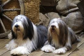 Puppies are reared in the family home and are used to all household noises and socialised from birth. Bearded Collie Puppies For Sale From Reputable Dog Breeders