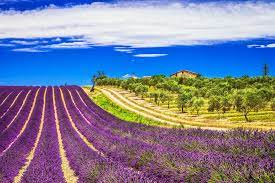 Die gesamte alles überstrahlende violette blütenpracht ist im dezember bis mitte/ende januar zu sehen. Duftende Lavendelfelder In Der Provence Urlaubsguru