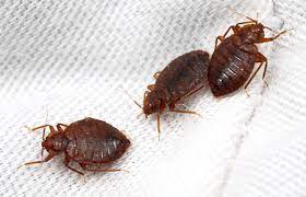 If you find signs of the tiny black bugs florida bugs bug identification bed bugs insect identification. Pest Identification Common Insects And Pests Found In Md Dc And Va