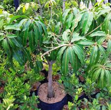 Cara mudah menanam dan merawat tanaman mangga harum manis. Jual Tanaman Buah Mangga Harum Manis Berbuah Di Lapak Kayyisa Fam Bukalapak