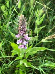 Image result for Stachys aculeolata