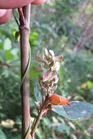 Image result for Flemingia