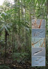 Image result for Marquesia acuminata