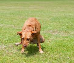 Why Does My Dog Prefer Squatting To Pee