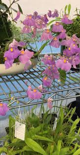 Image result for Utricularia formula