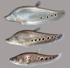Explore hungrygh0st's photos on flickr. Florida Invasive Species Clown Knifefish Florida Museum Science