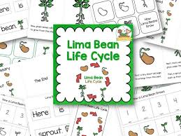 lima bean life cycle pre k pages