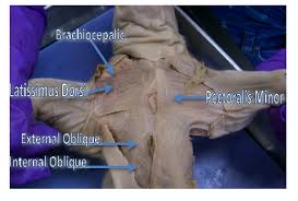 Biob33 Fetal Pig Muscles Lab 4 5 Flashcards Quizlet