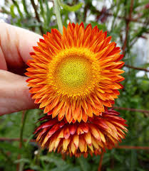 Image result for Helichrysum globosum