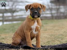 The search tool above returns a list of breeders located nearest to the zip or postal code you enter. Boxer Puppies For Sale Greenfield Puppies Boxer Puppies For Sale Boxer Puppies Greenfield Puppies