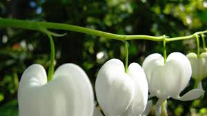 Thank you, ralph crowe, president local florists the charm barn 553 cotton ave. 7 Plants And Flowers To Help You Cope With Grief And Loss Botaniq