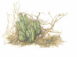 Image result for Putterlickia