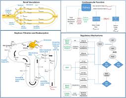 Image result for Renal Function