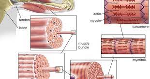 The Structure Of Striated Musclestriated Muscle Tissue Such As The Tissue Of The Human Biceps Muscle Co Skeletal Muscle Muscle System Skeletal Muscle Anatomy