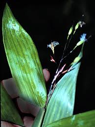 Image result for Olyra latifolia