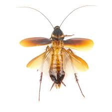 True flying roaches include asian roaches (also called palmetto bugs), wood roaches and smoky brown roaches. Flying Cockroaches What Roaches Fly And How To Get Rid Of Them