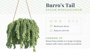Check spelling or type a new query. 16 Indoor Hanging Plants To Decorate Your Home Proflowers