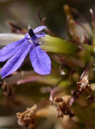 Image result for Lobelia uliginosa