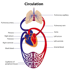 Human Double Circulatory System Blood Circulation In Human
