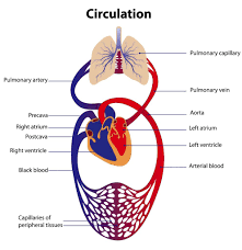 human double circulatory system blood circulation in human