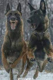 What sets it apart in terms of appearance is its coat. Malinois Training Belgian Malinois Belgischer Schaferhund Belgischer Schaferhund Hunderassen Malinois Hund