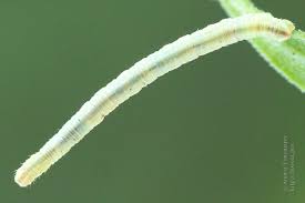 Image result for Eupithecia subumbrata