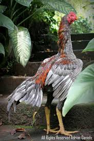 Pin De Shalvaryan Andre Em Rajskie Pticy Galos Indios Galo Galinhas E Galos