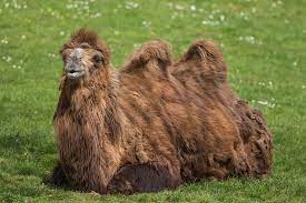 Air gets trapped in the spaces between the hair and does not allow the body heat to escape. Camel San Diego Zoo Animals Plants