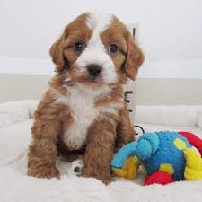 Browse thru cavapoo puppies for sale near dayton, ohio, usa area listings on puppyfinder.com to find your perfect puppy. Cavapoo Puppies For Sale In Canton Ohio