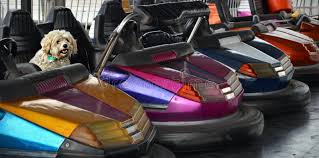 Poodle Dog in Bumper Cars stock image. Image of cute - 59059739