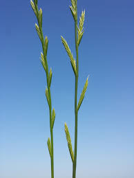 Image result for Lolium multiflorum