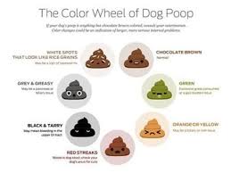 Aprende A Evaluar Las Heces De Tu Perro