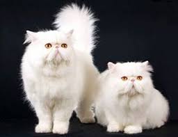 Eye Envy Kedi Kopek Goz Temizleme Solusyonu Akdeniz Pet Market